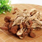 茶樹(shù)菇